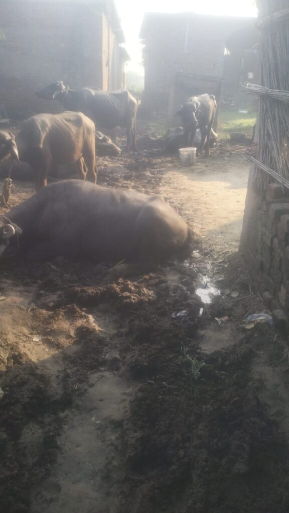रापतपुर निषाद टोला में बदहाल रास्ता, बीच मार्ग में बंधी भैंसें, कीचड़ और खराब हैंडपंप से ग्रामीण परेशान हैं। हाल ही में तीन लोगों के निधन के बाद घाट पर स्नान की व्यवस्था को लेकर भी ग्रामीणों ने गंभीर सवाल उठाए हैं और प्रशासन से तत्काल कार्रवाई की मांग की है।